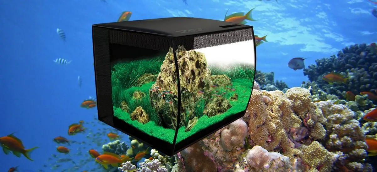 10-Gallon Fish Tank Decoration Ideas;