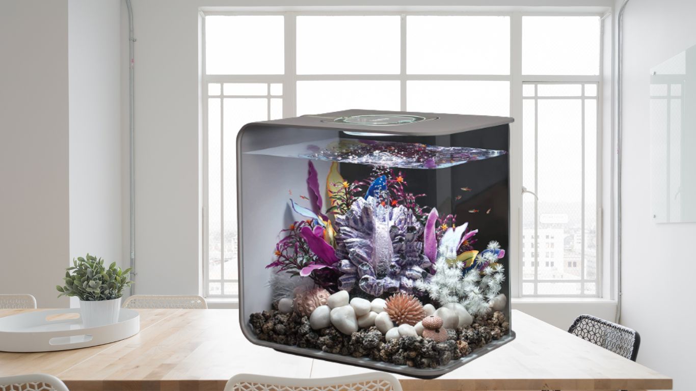Best Aquarium Size For Home
