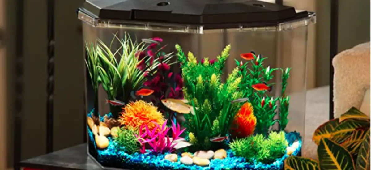 Best Aquariums For Goldfish