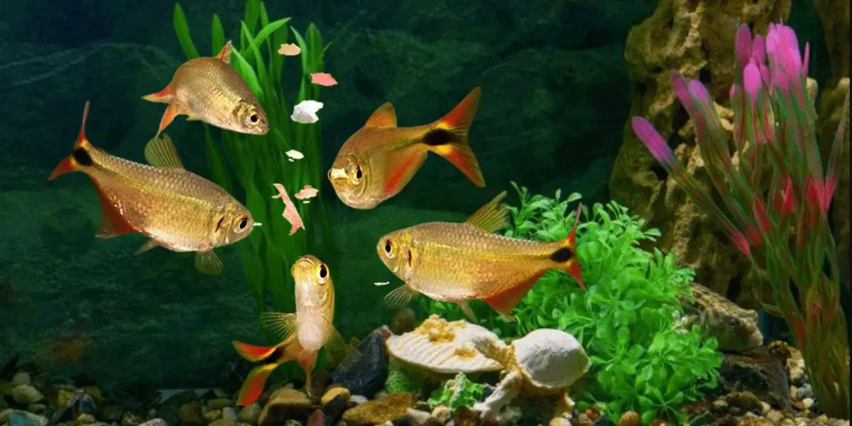 Best Food For Aquarium Fish