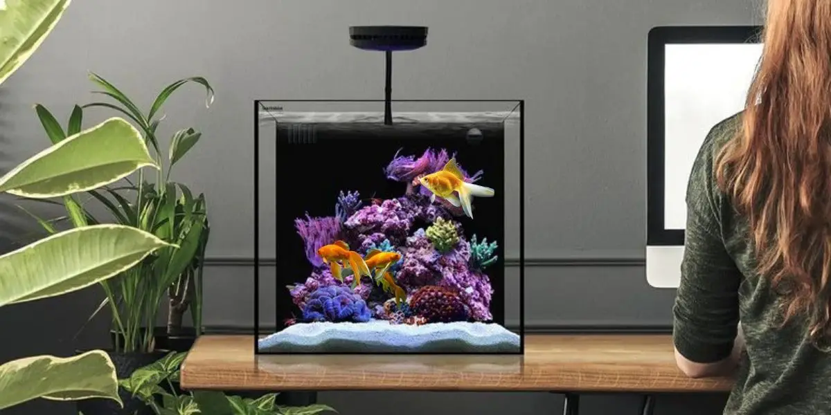 Can Fish Tanks Cause Breathing Problems