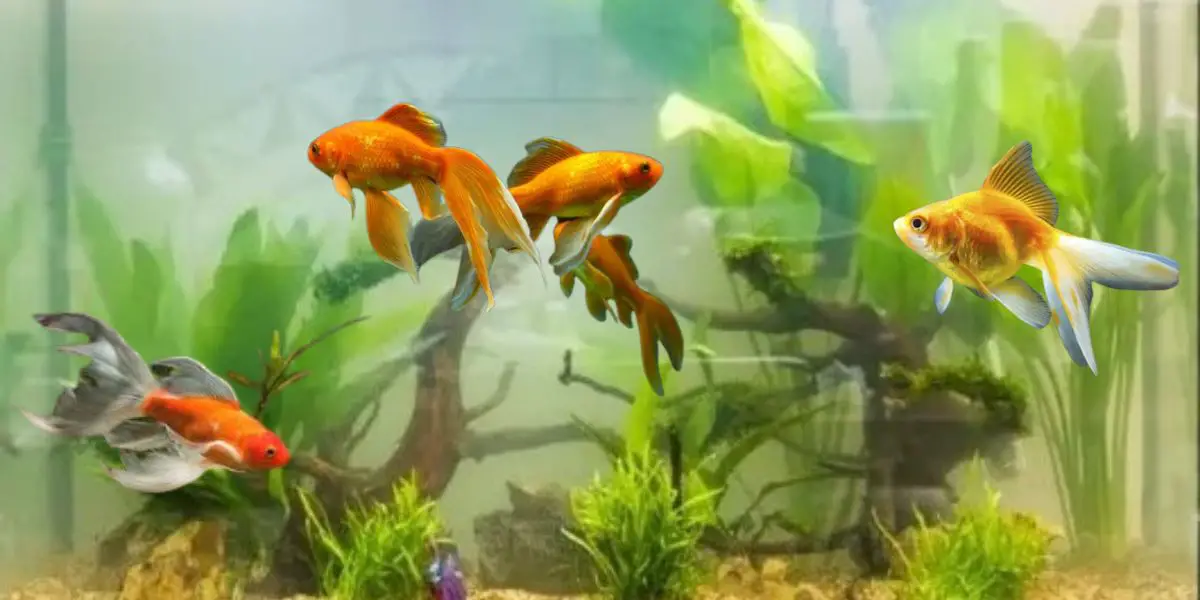 Goldfish Can Live Without Food