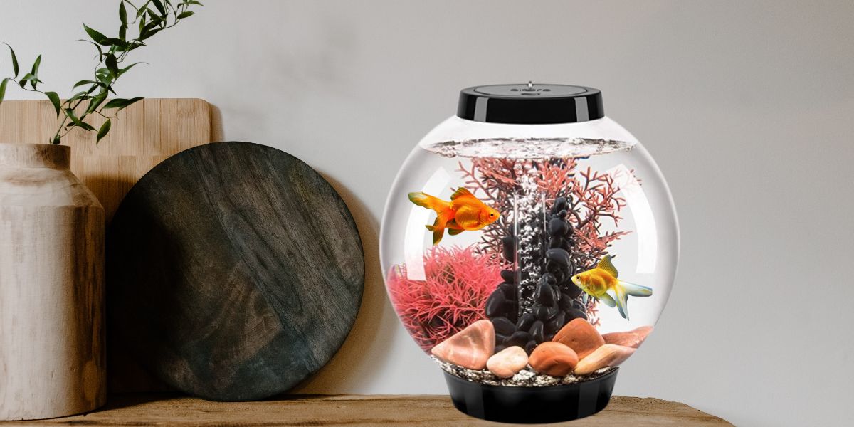 How Much Does a Small Fish Tank Cost