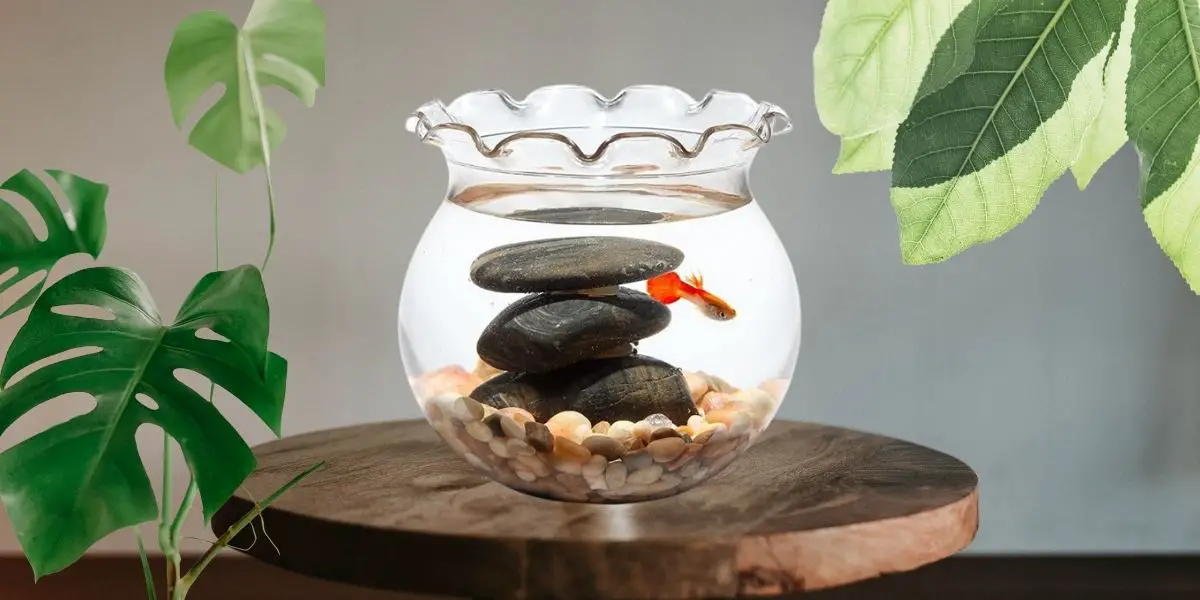 How to Take Care of Fish in a Bowl