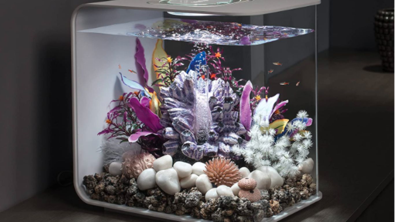What is The Best Tank Size For Betta Fish