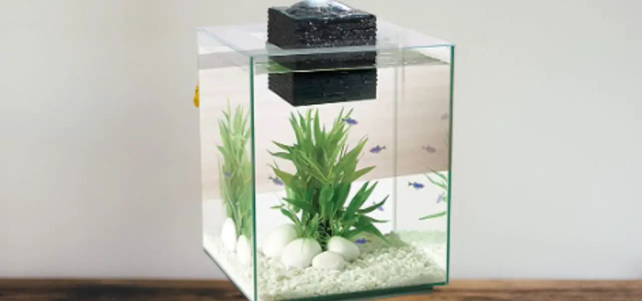 Which Fish Is Best For An Aquarium At Home