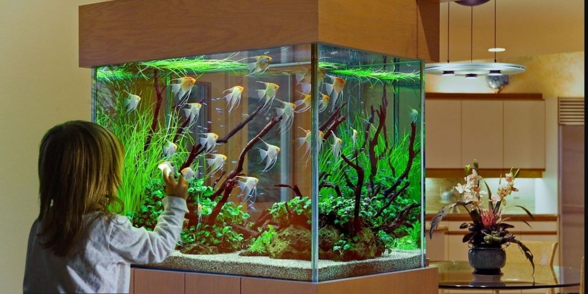 Are Fish Tanks Good for Toddlers