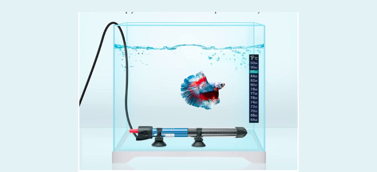 Best Aquarium Heaters for 10-Gallon Tank
