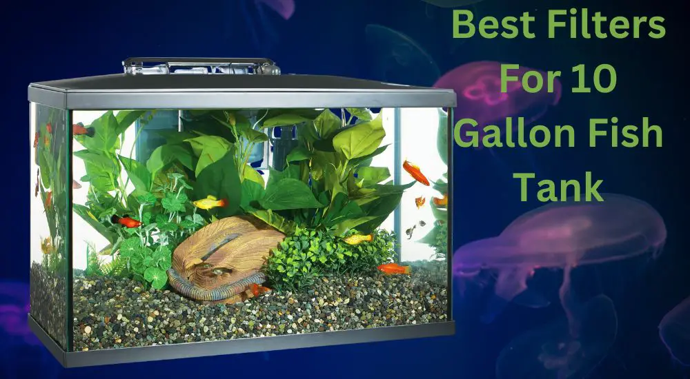 Best Fish Tank Filters for 10 Gallon Aquariums