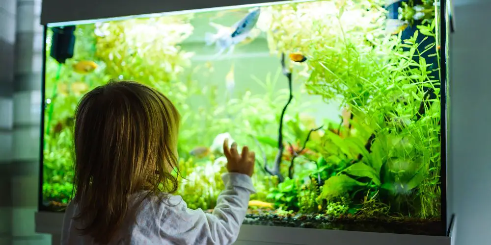 Best Fish Tanks For Toddlers