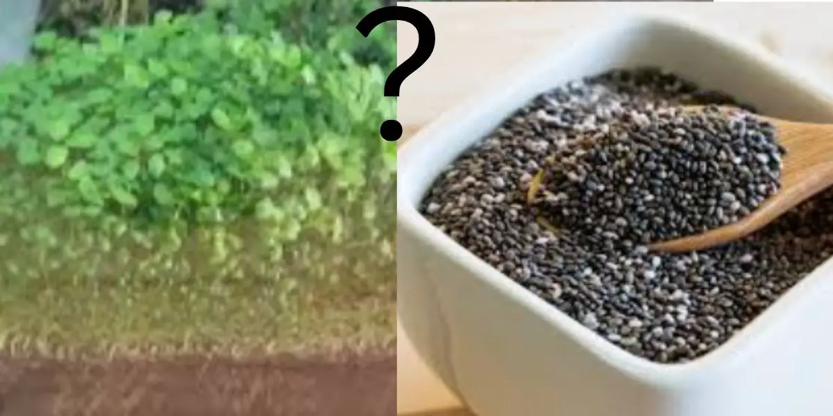 if chia Seeds Can Grow in Aquariums