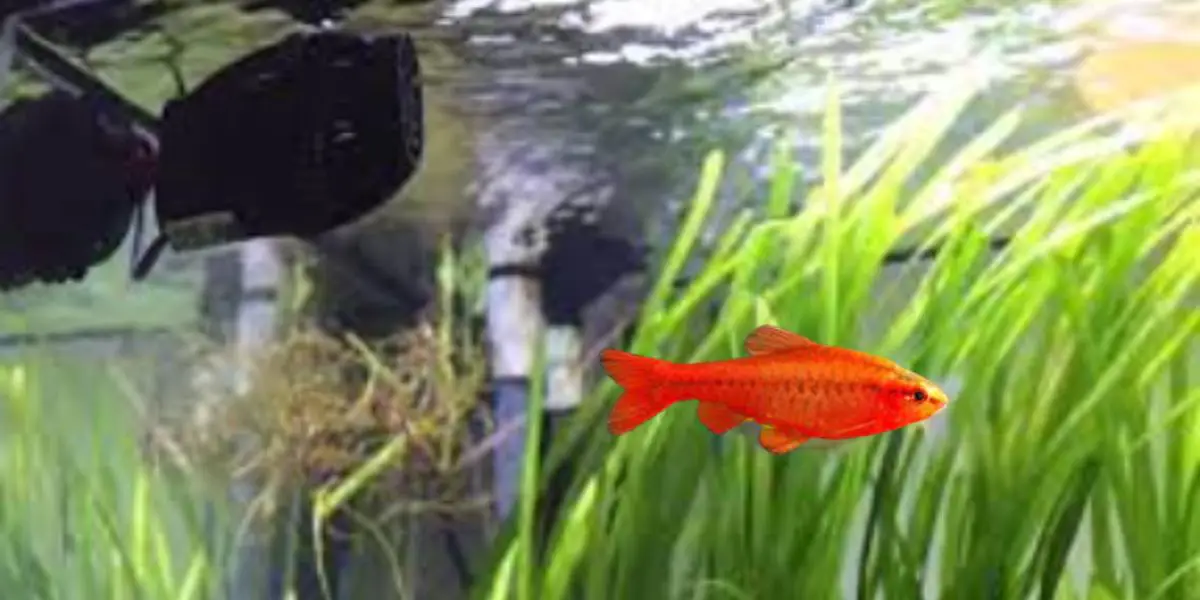 Where to Place a Wavemaker in a Freshwater Aquarium